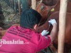 Tim-Vaksinator-Dinas-Peternakan-Kabupaten-Bangkalan.jpg