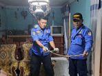 Ular-kobra-di-rumah-Deni-warga-Jember-yang-kaget.jpg