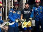 Ular-piton-dievakuasi-dari-kandang-ayam-di-Desa-Nglongsor-trenggalek.jpg
