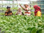 Usaha-Hidroponik-Kebun-Kita-Serpis-menerima-kunjungan-Studi-Tiru-dari-Pemerintah.jpg