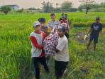 Warga-Lamongan-ditemukan-meninggal-di-sawah-miliknya-akibat-kesetrum-listrik-jebatan-tikus.jpg
