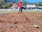 Warga-menjemur-kopi-di-Lapangan-Desa-Garahan-Kecamatan-Silo-Jember.jpg