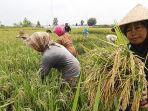 aktivitas-petani-sedang-memanen-padi-di-sawah.jpg