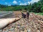 Bangkai Paus Balin Terdampar di Pantai Nglarap Tulungagung, Petugas Kesulitan Evakuasi