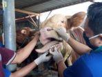 berita-tulungagung-peternak-sapi-di-tulunggaung-memeriksakan-sapinya-sebelum-dijual.jpg
