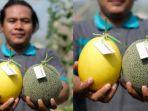 buah-Melon-dari-Metode-Hidroponik-Substrat.jpg