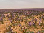 bunga-lavender-bermekaran-di-gurun-Arab-Saudi.jpg