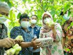 Pesona Kampung dengan Berbagai Varietas Jambu di Banyuwangi