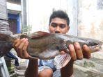ikan-warga-di-bantaran-sungai-brantas-driyorejo-gresik-menunjukkan-ikan-yang.jpg