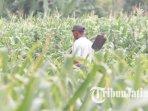 ilustrasi-Petani-jagung-ilustrasi-jagung-ilustrasi-ladang-jagung.jpg