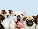ilustrasi-anjing-berita-puluhan-anjing-di-pacitan-dibantai-dan-dibakar-viral.jpg