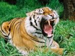 ilustrasi-harimau_20170524_164714.jpg