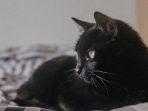 ilustrasi-kucing-hitam.jpg
