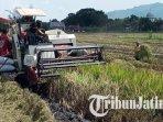 Cara Petani Tulungagung Mengakses Bulog agar Gabah Dibeli Rp 6.500 per Kg, Harus Lapor sebelum Panen