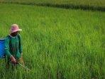 ilustrasi-sawah-di-kota-kediri-ilustrasi-petani.jpg