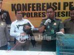 Kasus Jual Beli Burung Merak di Gresik, Pria Ini Mengaku Sudah Tetaskan 5 Telur dari Jogja