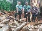 18 Pohon Jati Siap Panen di Blitar Digondol Maling, Jejak Pelaku Terlacak dari Kayu Bekas Digergaji