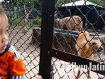 kebun-binatang-surabaya-jerapah_20180618_211451.jpg