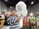 kontes-kucing-cfa.jpg