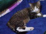 kucing-yang-disunatpengebirian-dirayakan-dengan-menggelar-selamatan.jpg