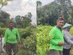 Sosok Sanem Eks Bupati Kini Jadi Petani Cabe, Omzet Panen Lebih Besar Ketimbang Gaji 1 Periode Jabat