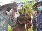 panen-padi-di-lahan-yang-menggunakan-pupuk-organik.jpg