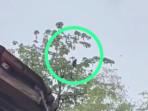 penampakan-kemunculan-lutung-jawa-di-ponorogo.jpg