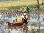 petani-di-Desa-Bunut-Kecamatan-Widang-Tuban-memilih-panen-padi-lebih-awal-atau-panen-dini.jpg