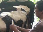 peternak-di-sidoarjo-obati-sendiri-sapi-yang-terkena-pmk.jpg