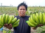 Apa Itu Pisang Cavendish? Bisa Buat Bayar PBB di Bringinan Ponorogo, Kades Barno: Tidak Hanya Nagih