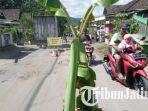 pohon-pisang-di-tengah-jalan.jpg