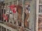 produksi-ayam-di-trenggalek-melonjak-karena-banyak-peternak.jpg