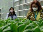 program-electrifying-agriculture-PT-PLN-berkontribusi-nyata-meningkatkan-produktivitas-pertanian.jpg