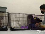 referensi-tempat-penitipan-kucing-di-kecamatan-kepanjen-malang.jpg