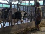 saat-peternak-sapi-perah-di-kecamatan-ngantang-merawat-sapi-perahnya-di-kandang.jpg