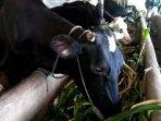 sapi-di-desa-sidomulyo-tulungagung-yang-sudah-divaksin-antraks-ilustrasi-sapi-ilustrasi-antraks.jpg