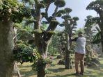 sebagian-warga-yang-beraktivitas-merawat-tanaman-bonsai.jpg