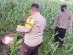 Teror Maling Sapi di Jember Jelang Ramadan, Sembelih di Dekat Kandang, Sisakan Beberapa Bagian Tubuh