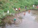 Sungai Lemon Blitar Diduga Tercemar, Warga Terjun ke Sungai Buru 2 Kg Ikan Mabuk