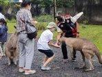 taman-safari-prigen-pasuruan-menghadirkan-safari-ngabuburit.jpg