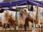 tiga-ekor-sapi-milik-rizky-billar-dan-lesty-kejora-untuk-hari-raya-idul-adha-1442-h.jpg
