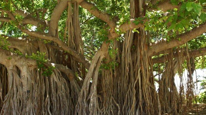 5 ARTI MIMPI POHON BERINGIN Menurut Primbon Jawa: Pertanda Kekuatan, Perlindungan, atau Tanda Gaib?