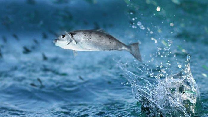 6 Arti Mimpi Ikan Loncat Keluar dari Air Menurut Primbon, Hadapi Babak Baru hingga Tantangan
