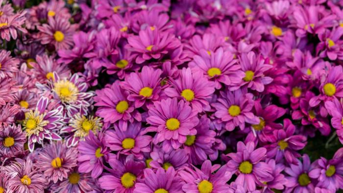 Aster