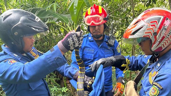 Hingga Oktober 2025, BPBD Bantul Berhasil Evakuasi 518 Ular yang Masuk Permukiman Warga