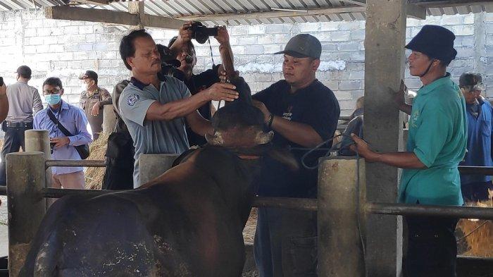 Sejumlah 79 Ribu Sapi di Gunungkidul Diajukan Terima Vaksin Cegah PMK