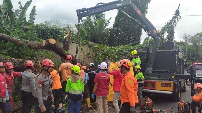 EVAKUASI: Proses evakuasi dua orang tertimpa pohon tumbang di Ringroad Utara, seberang parkir Bus Monjali, Kabupaten Sleman Jumat (21/11/2025) sore