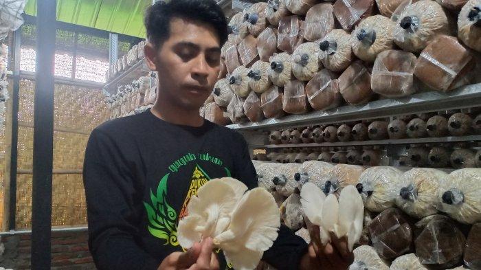 PANEN JAMUR: Seorang warga Desa Glagahwangi, Kecamatan Polanharjo, Kabupaten Klaten, menunjukkan hasil panen jamur tiram dari kumbung yang dikelola BUMDes Muncar desa setempat.