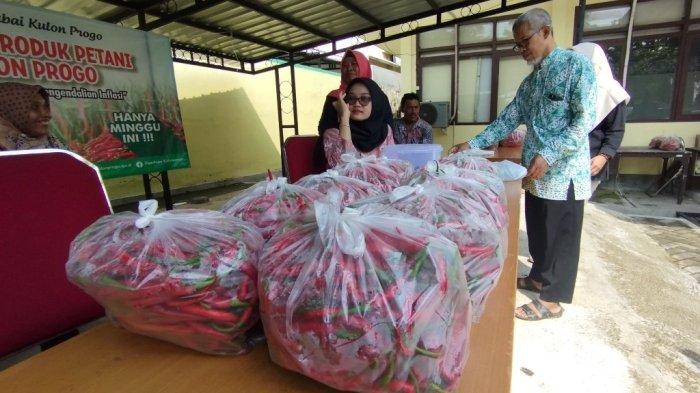 DPP Kulon Progo Jual Cabai Rp12.500,00 Per Kg, Bantu Atasi Anjloknya Harga di Tingkat Petani