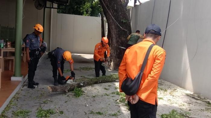 Dahan Pohon Munggur di Jalan Kusbini Yogyakarta Patah, Timpa Atap Warung dan Jaringan Kabel